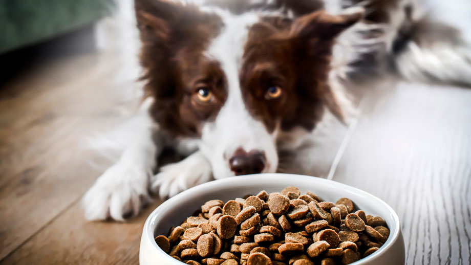 Welches Hundefutter Ist Das Beste Teaser Neu