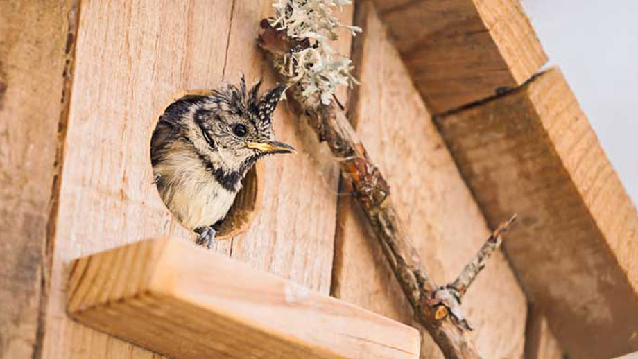 Nistkaesten Fuer Voegel Teaser