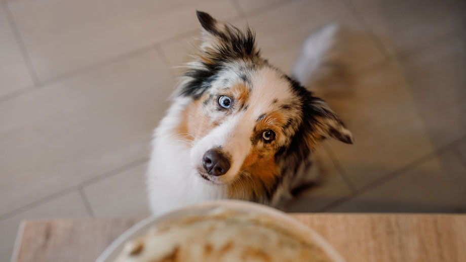 "Mein Hund bettelt" - Tipps & Tricks