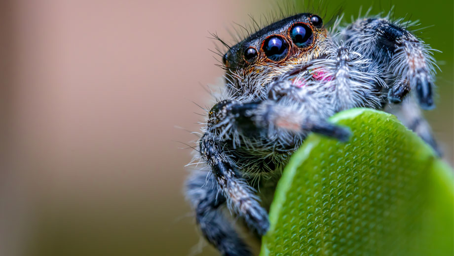 Steckbrief Springspinnen Teaser
