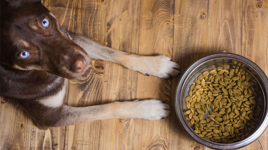 Ausschlussdiät beim Hund