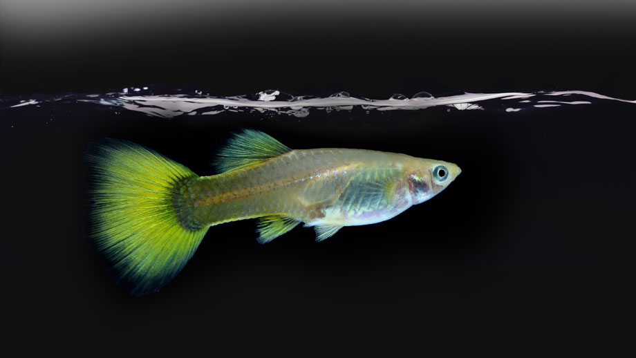 Stromkosten Aquarium Teaser Neu