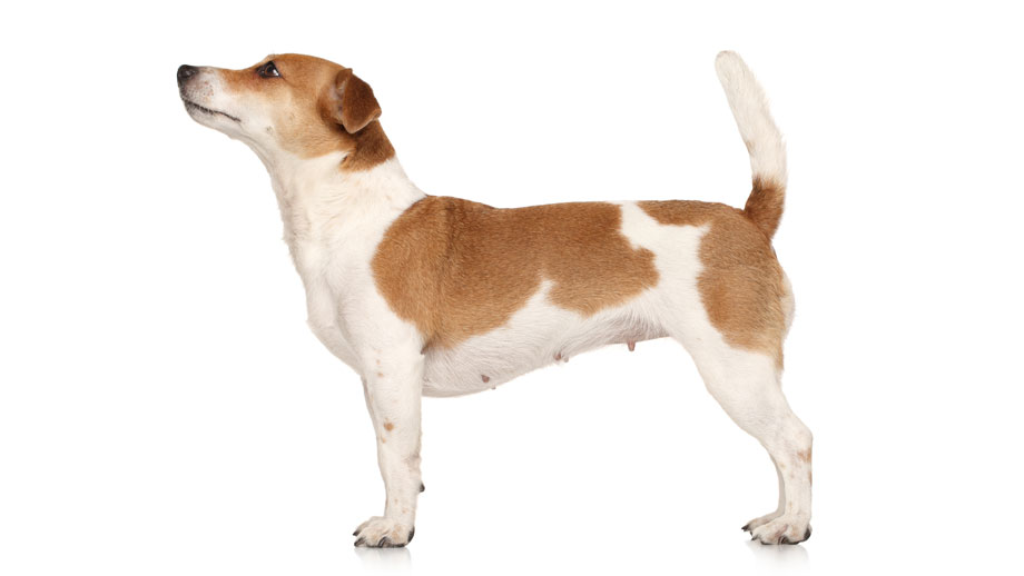 Steckbrief Jack Russell Terrier