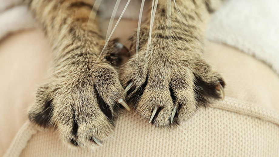 Unerwünschtes Kratzen abstellen – so klappt’s 