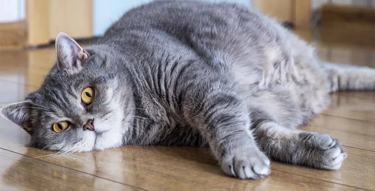 Dicke Katze Das Hilft Bei Uebergwicht Und Adipositas Bei Katzen Teaser