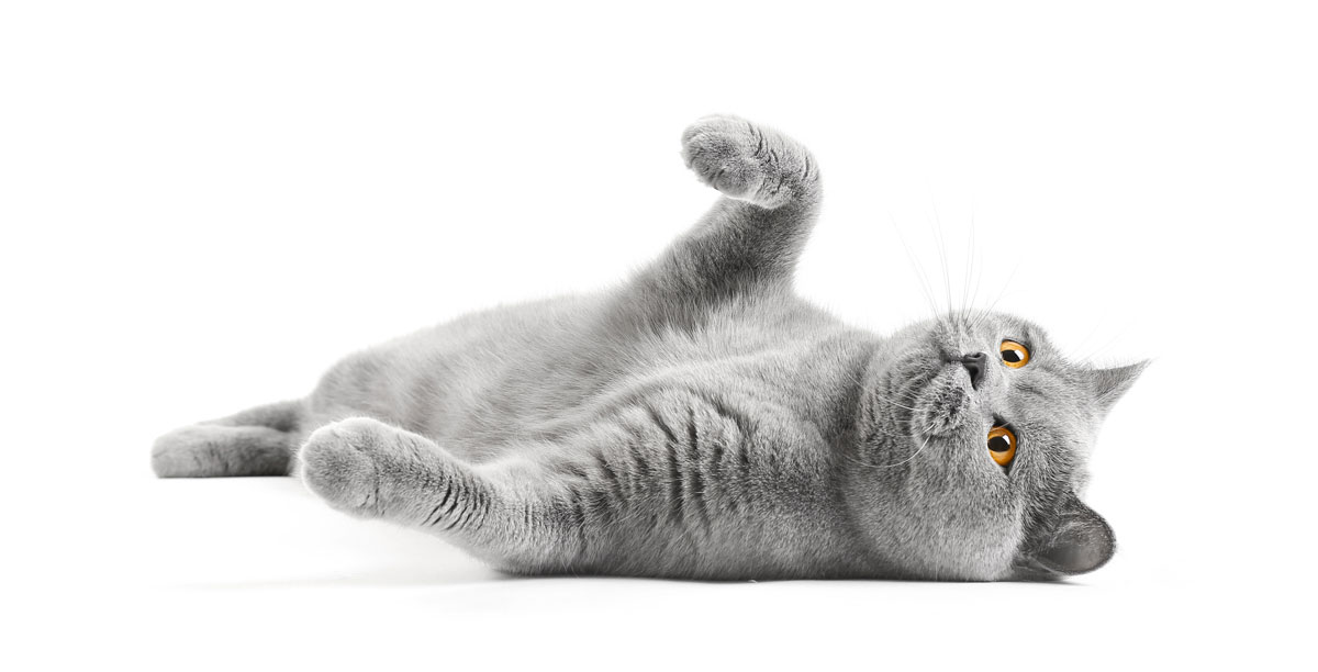 Rollige Katze – was ist zu tun?