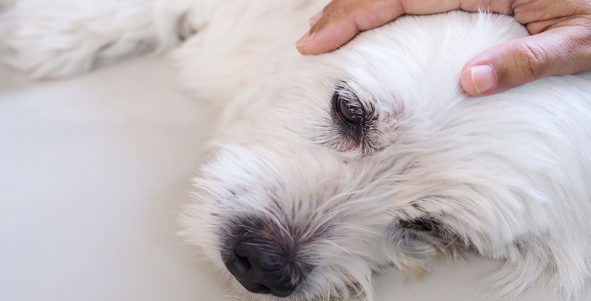 Cushing-Syndrom beim Hund