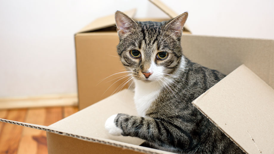 Revierwechsel – den Umzug mit Katzen meistern