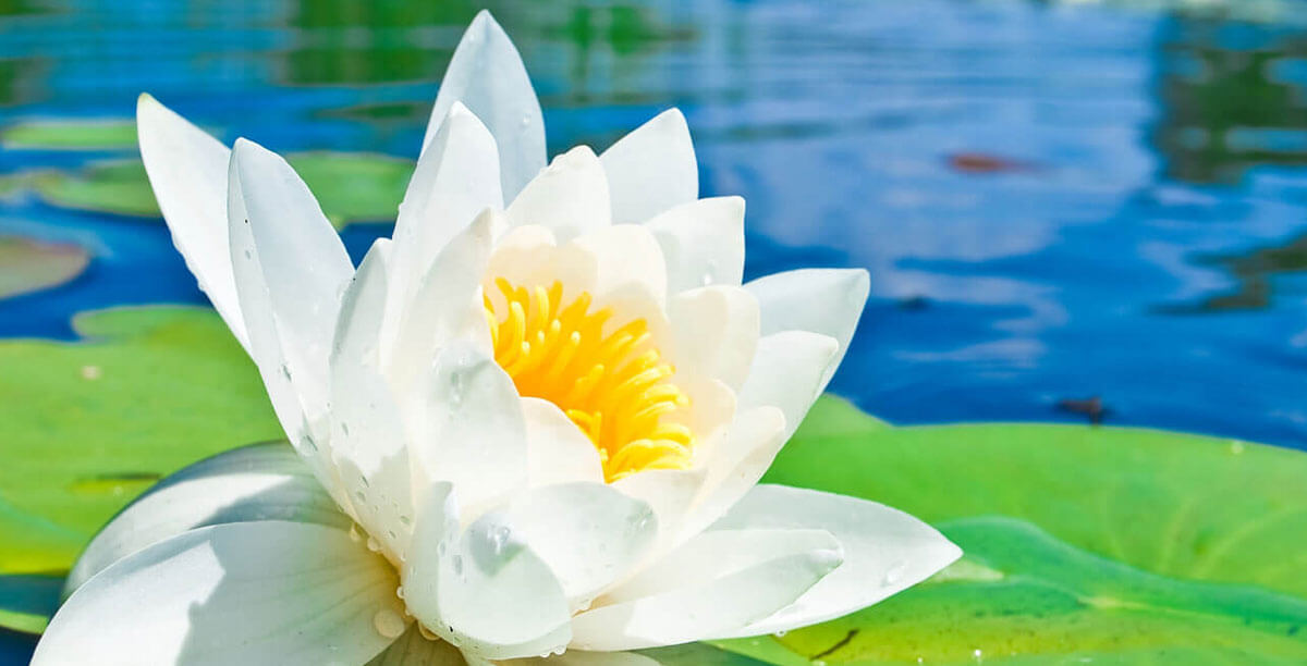 Der Richtige Teichfilter Teaser