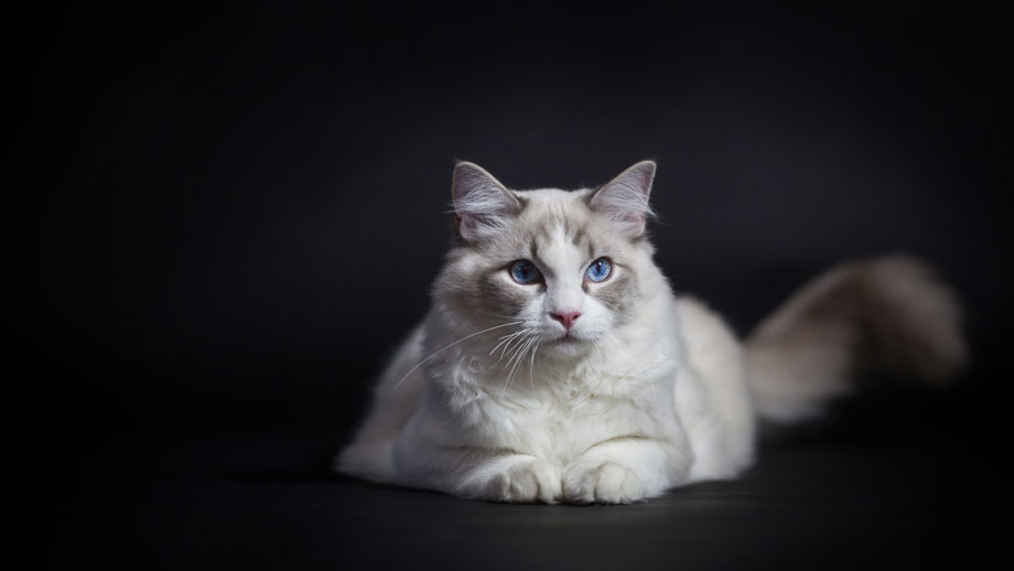 Steckbrief Colourpoint