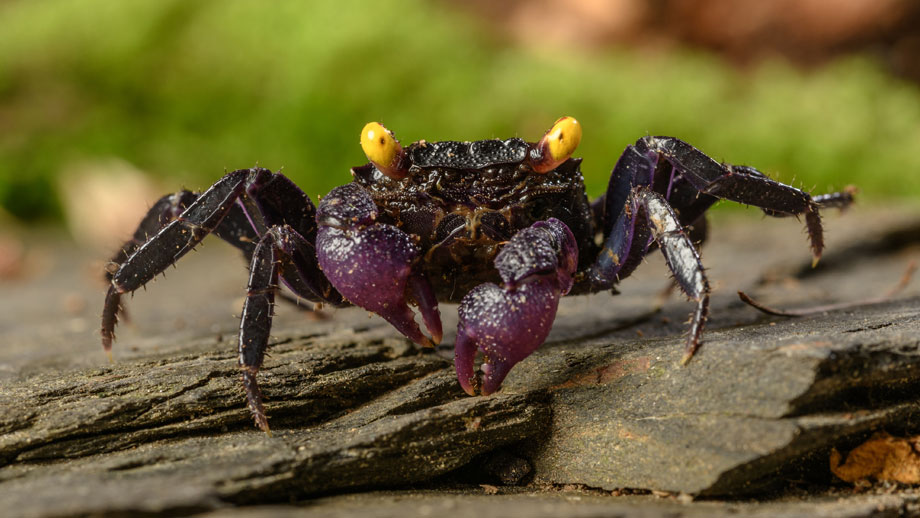 Steckbrief Vampirkrabben Teaser