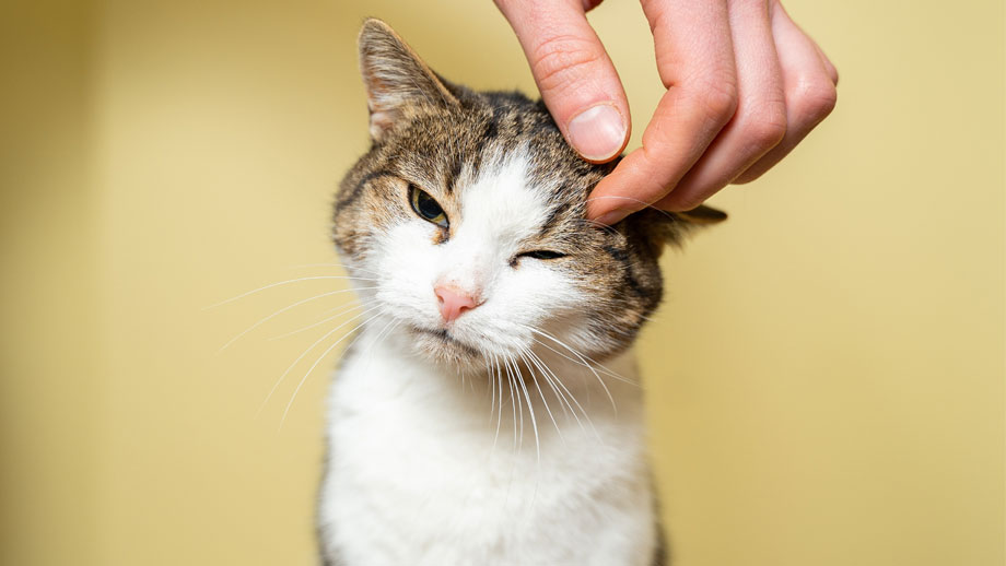 Katze Adoptieren Teaser