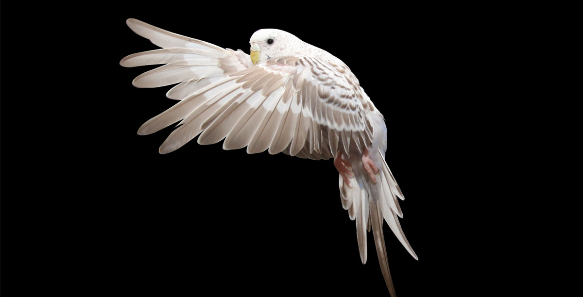 Freiflug%20f%c3%bcr%20v%c3%b6gel%20teaser