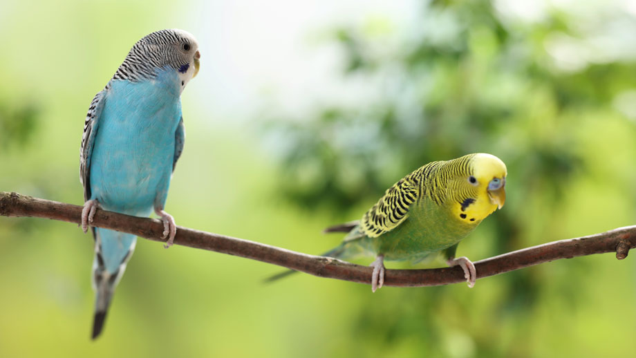 Wellensittiche Vergesellschaften Teaser