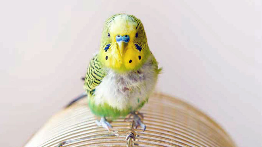 Verhaltensst%c3%b6rungen Bei V%c3%b6geln Teaser