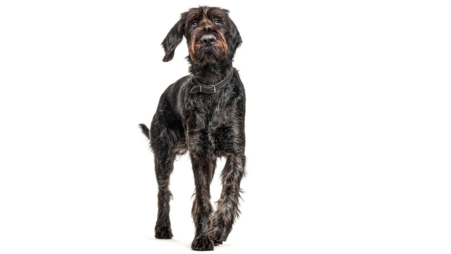 Steckbrief Deutsch Drahthaar Teaser