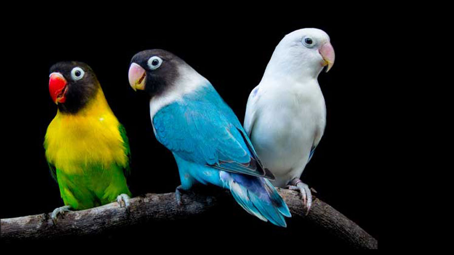 Steckbrief Unzertrennliche Teaser Schwarz