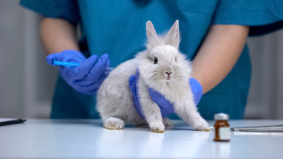 Kaninchen Impfen Teaser