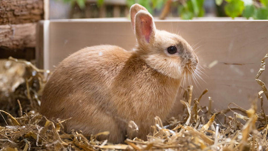 Tiere Liegen Im Verantwortungsbereich Der Eltern Teaser 2