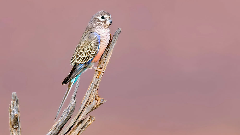 Steckbrief Bourke Sittich Teaser