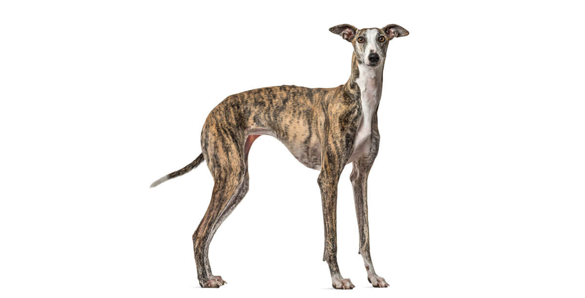 Steckbrief Galgo Español