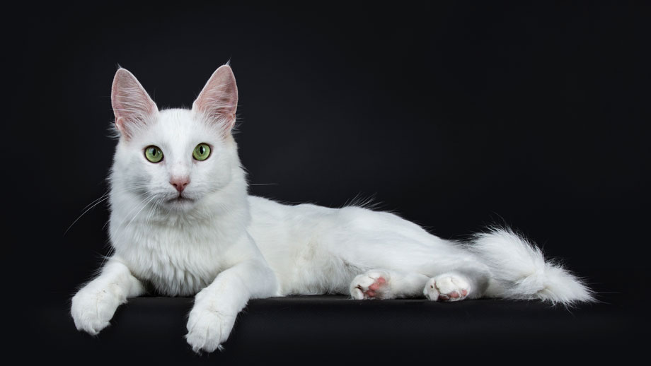 Steckbrief Tuerkisch Angora Teaser