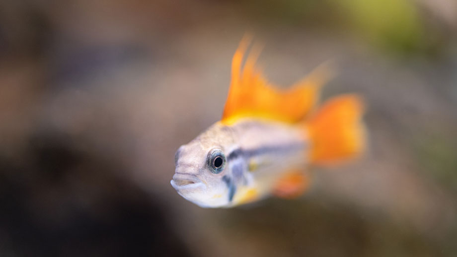 Steckbrief Kakadu Zwergbuntbarsch