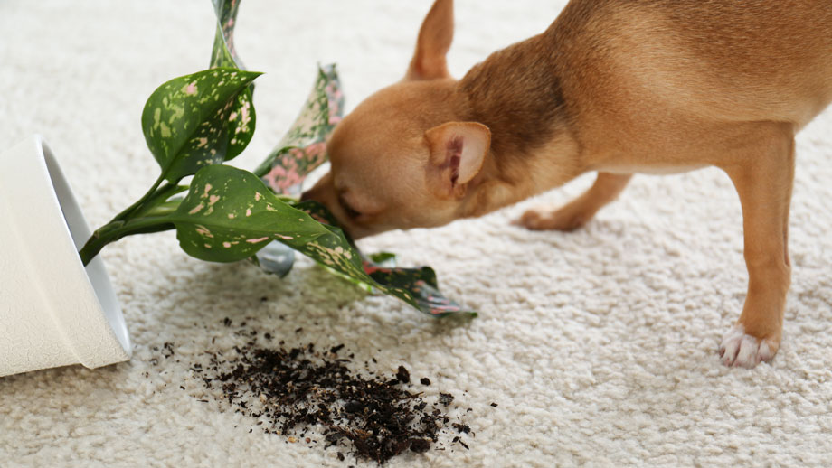 Giftige Pflanzen für Hunde