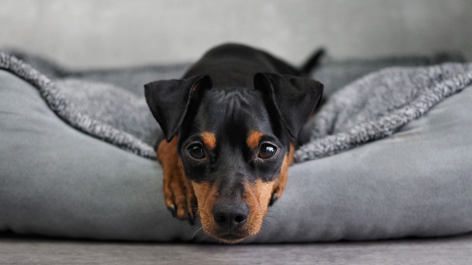 Welche Bedürfnisse hat ein Hund?