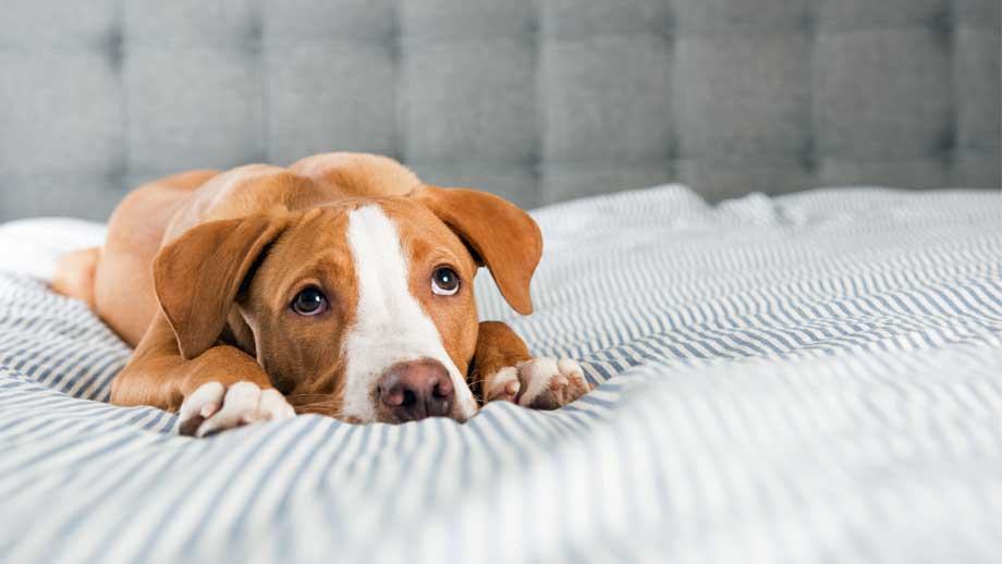 Sodbrennen beim Hund