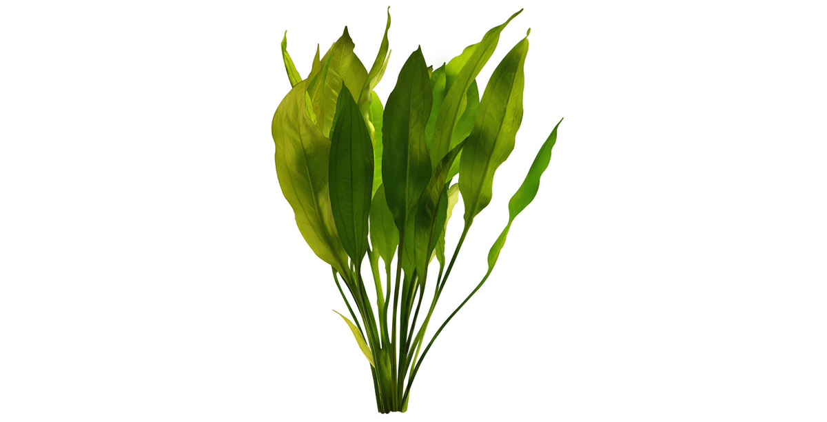 Steckbrief Blehers Schwertpflanze Teaser