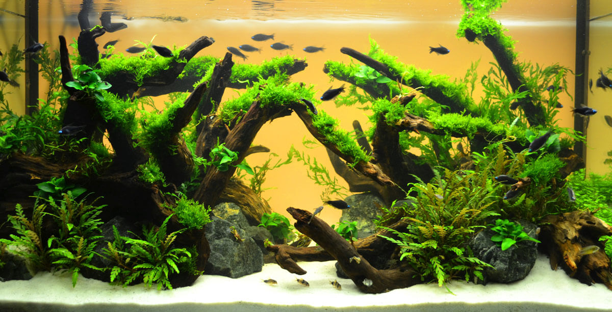 Einstieg Ins Aquascaping Teaser