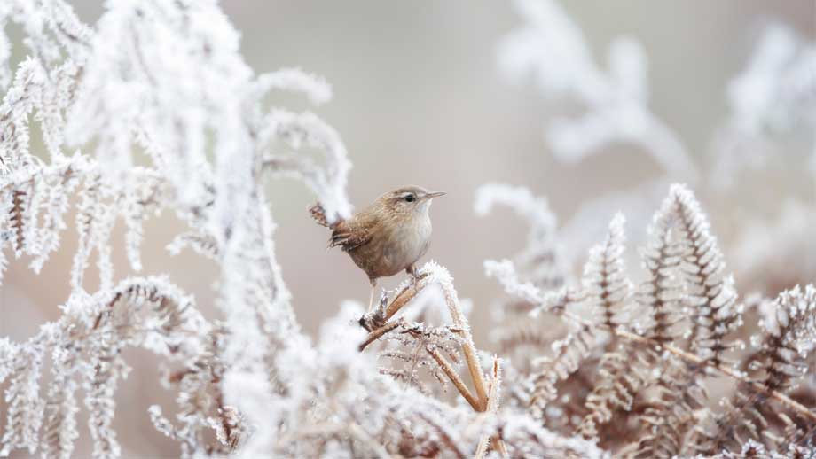 10 Winterv%c3%b6gel Im Kurzportr%c3%a4t Teaser