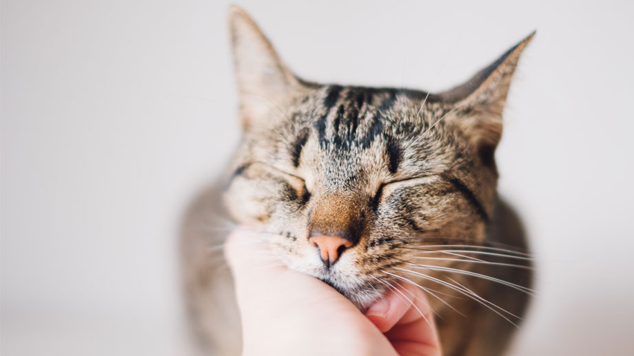 Die Katze Als Bestes Haustier Der Welt Teaser