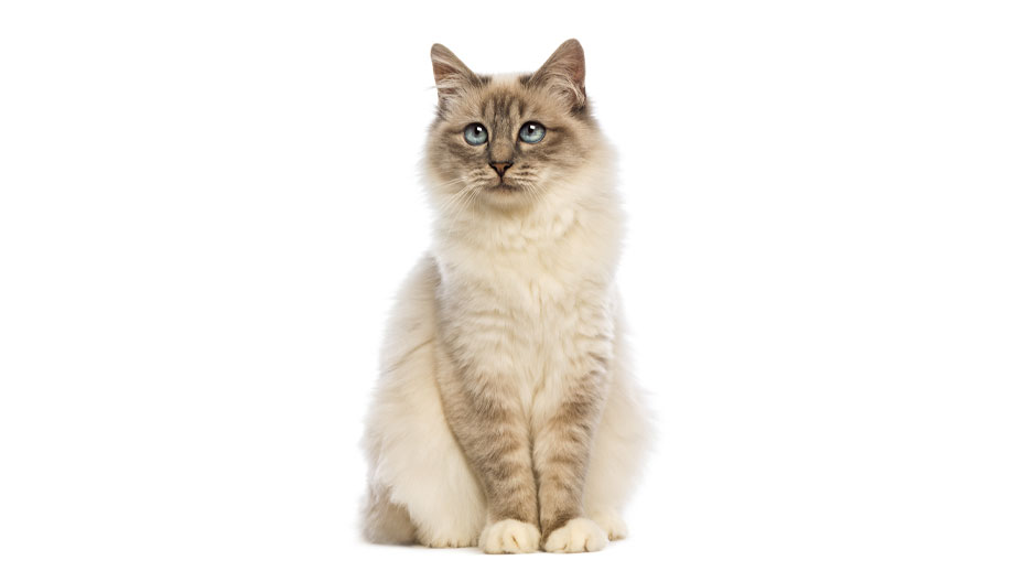 Steckbrief Heilige Birma