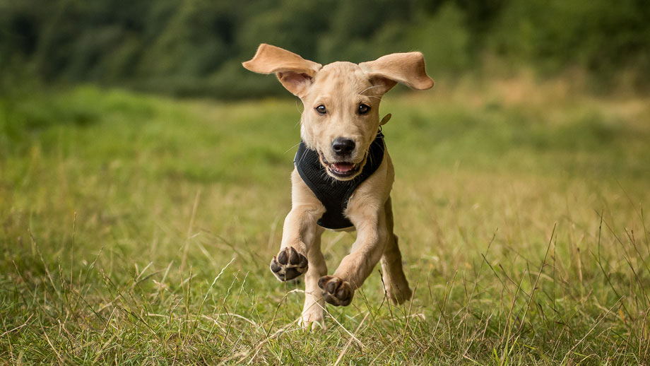 Halsband oder Geschirr?