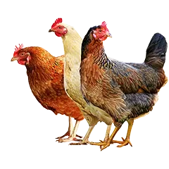 Hobbyfarming Steckbriefe 47e8e405a4