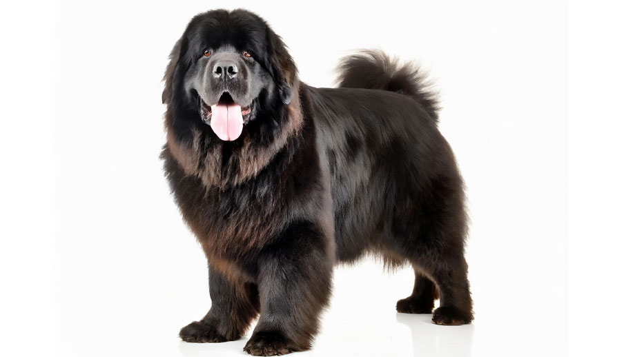 Steckbief Neufundlaender Teaser