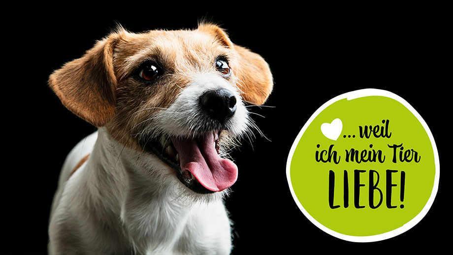 Weil Ich Mein Tier Liebe Teaser