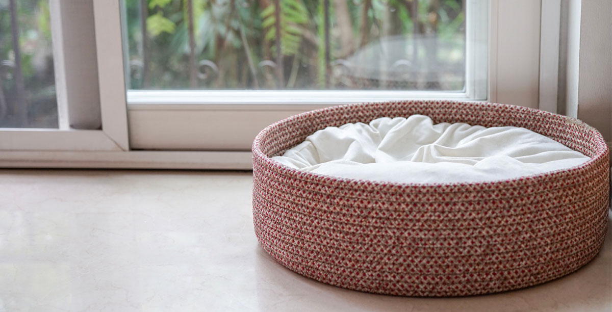 Katze entlaufen – was tun? 