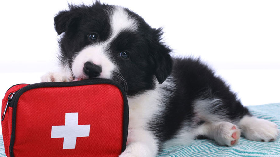 Erste Hilfe für Hunde