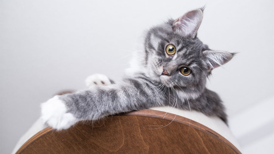 Kann man Katzen erziehen? 