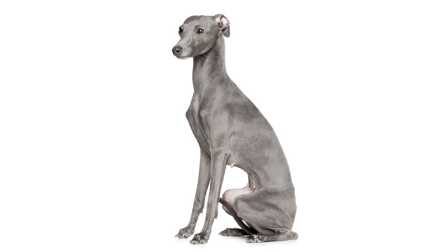 Steckbrief Italienisches Windspiel Teaser