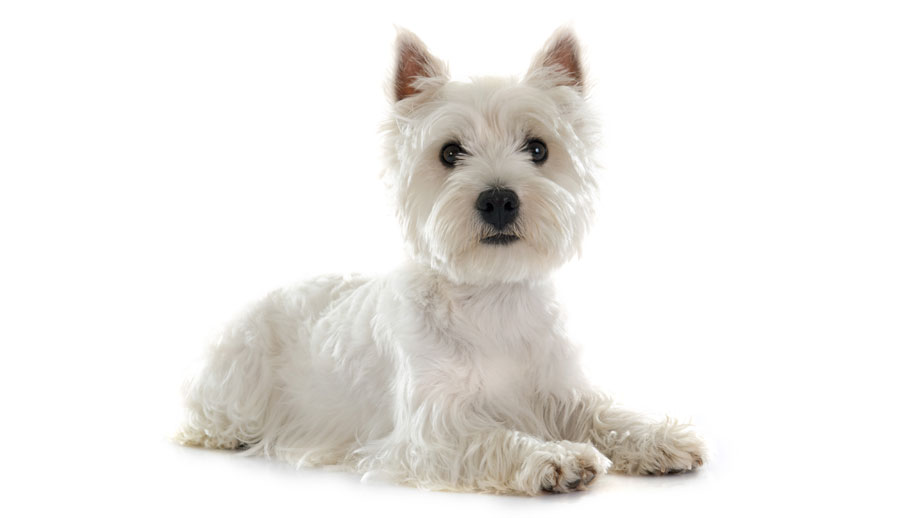 Steckbrief West Highland White Terrier