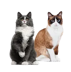 Katze Katzenrassen 9ca4035cc6