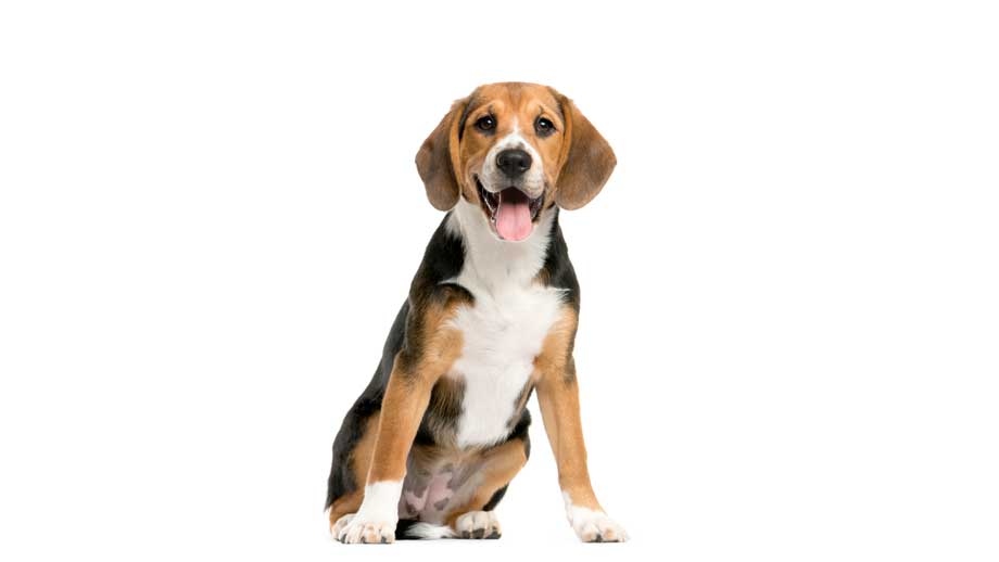 Steckbrief Beagle