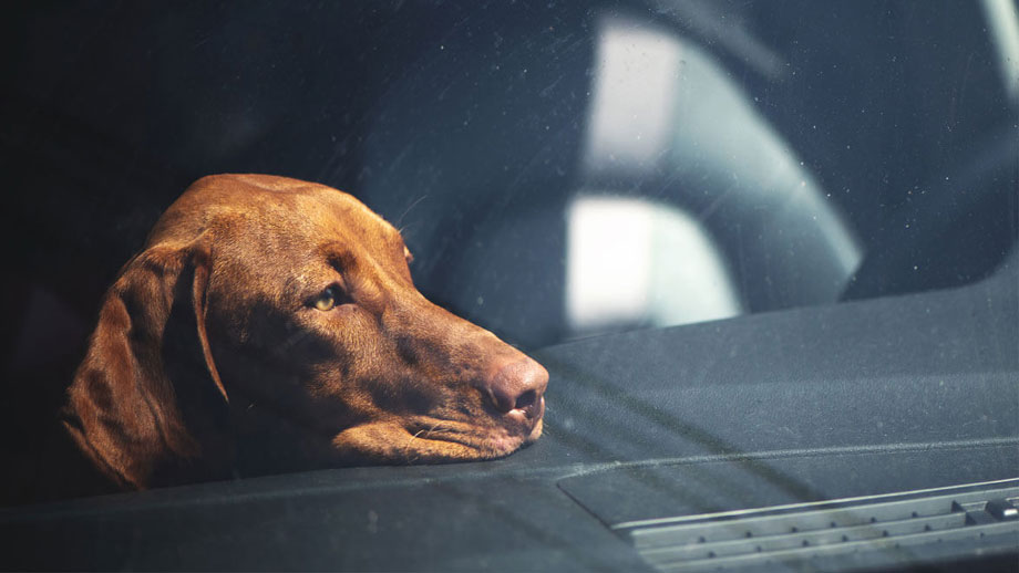 Hitzefalle Auto – Lebensgefahr für Hunde