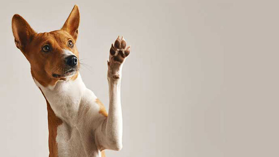 Krallenschneiden beim Hund