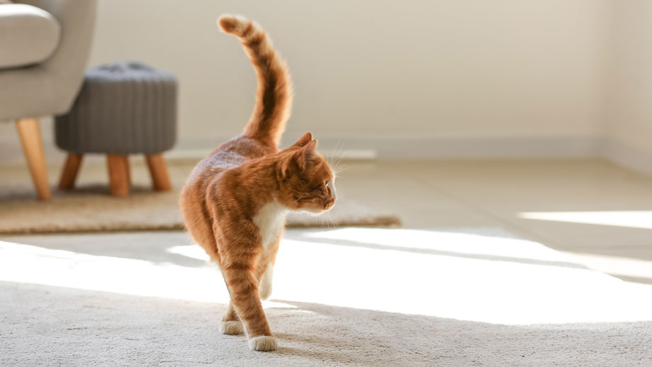 Katze Markiert Teaser