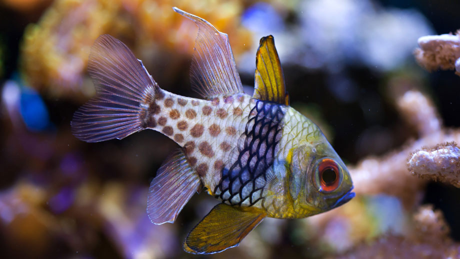 Steckbrief Pyjama Kardinalbarsch Teaser